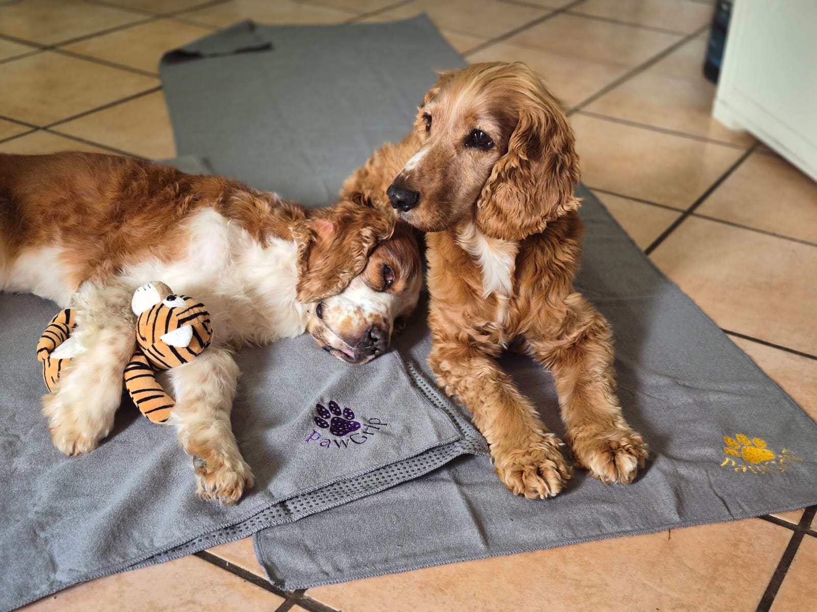 FitGrip Visual Journey