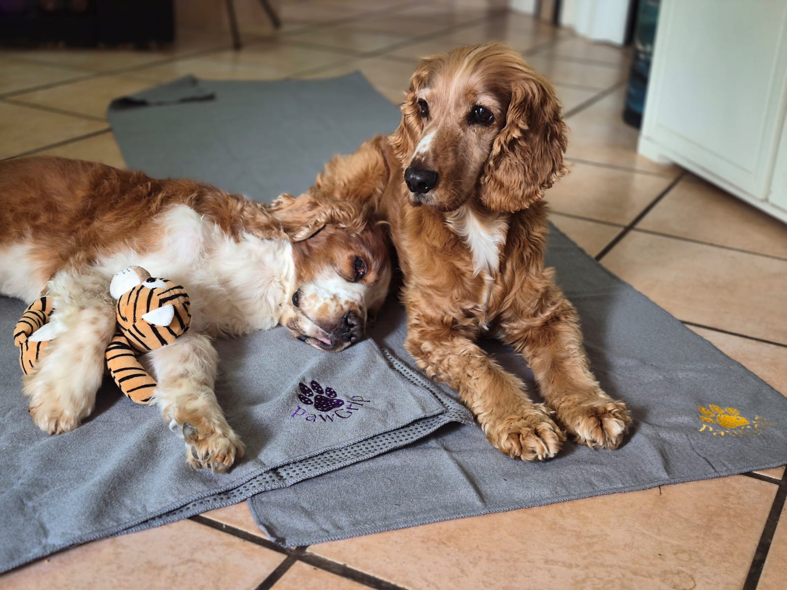 FitGrip Visual Journey