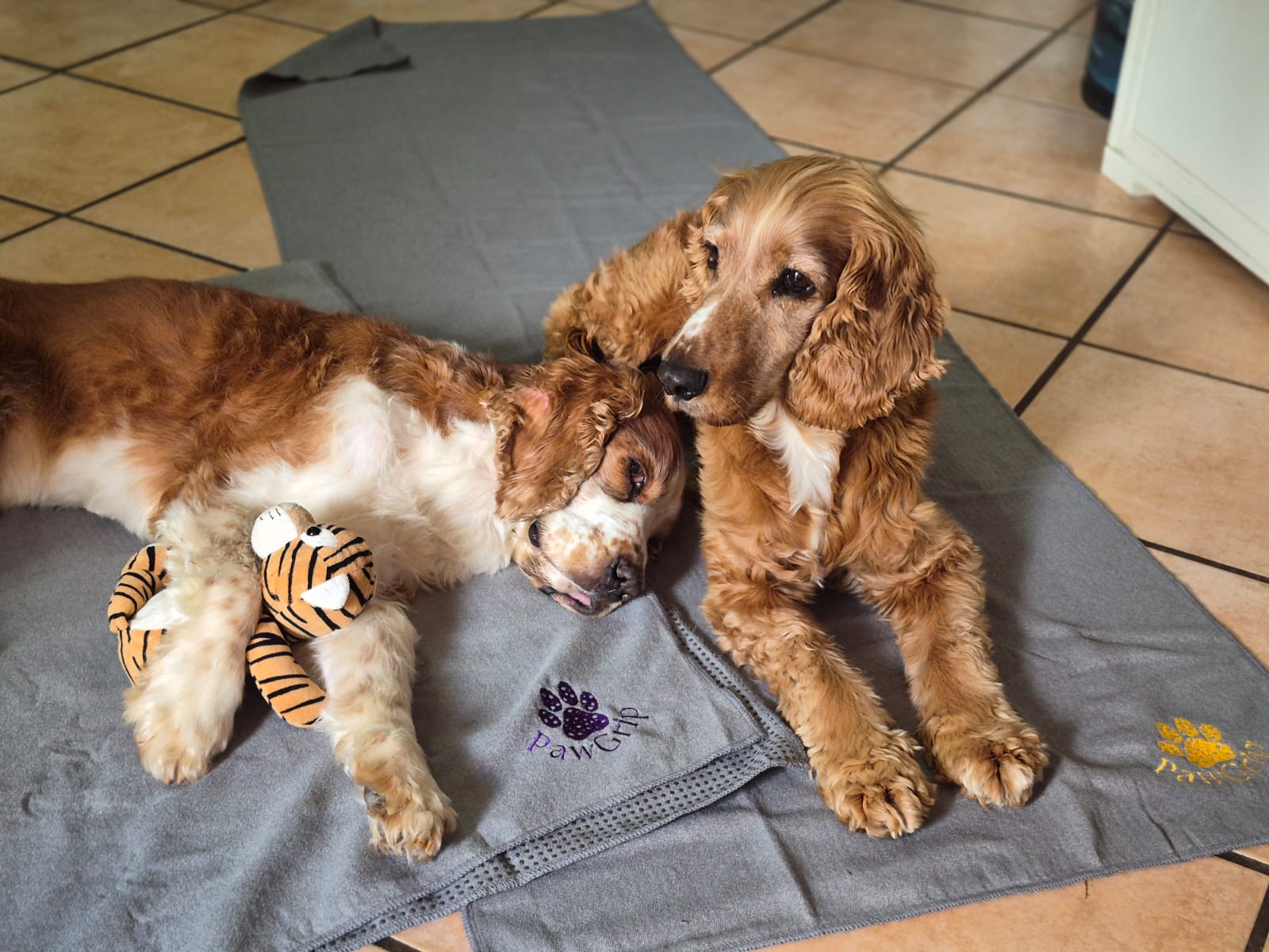 FitGrip Visual Journey